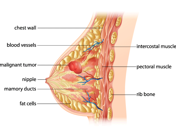Anatomy of a woman's breast